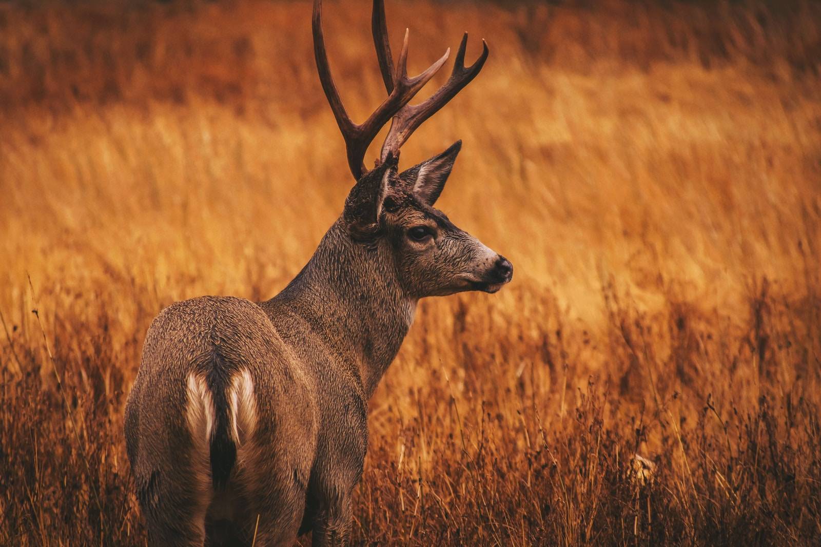 Alberta Deer Hunting 101
