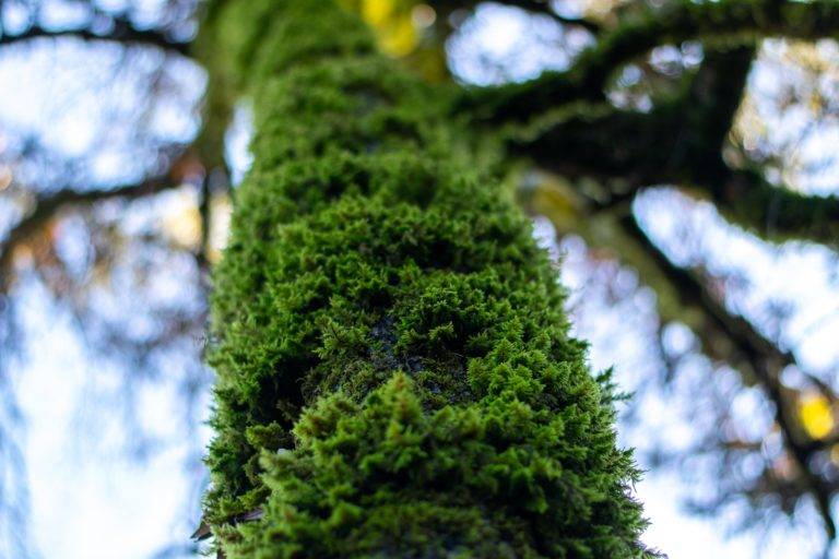 green moss on tree branch