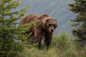 brown bear on green tree during daytime