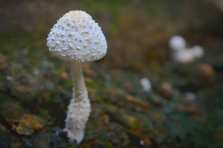 white mushroom in tilt shift lens